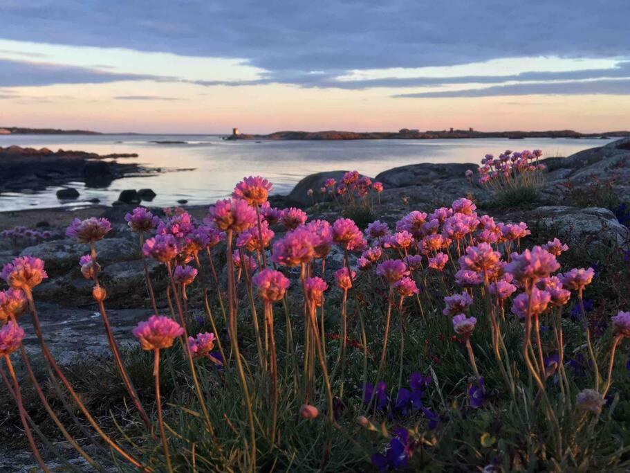 Fraesch Nybyggd Pa Getteroen